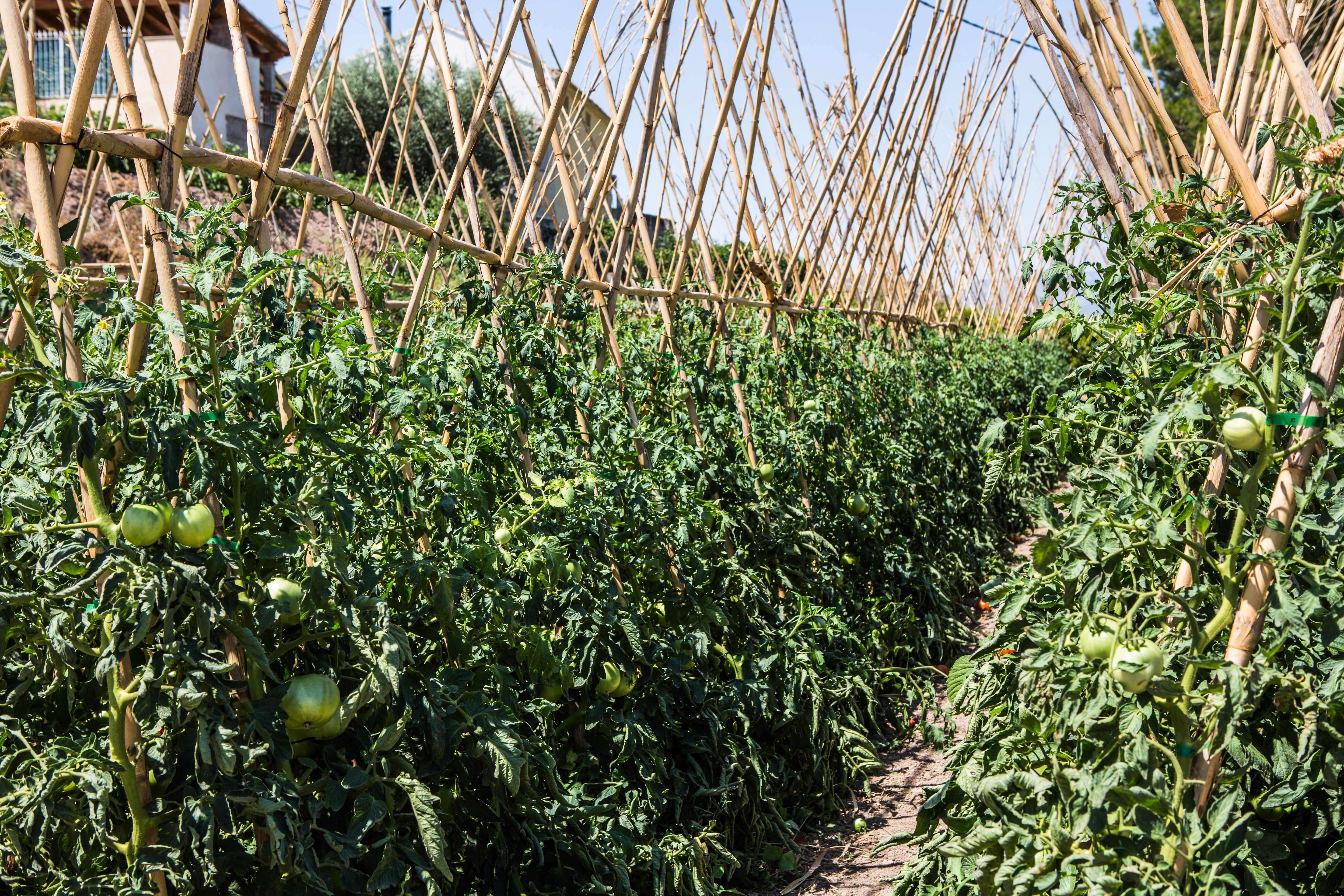 Fotografía de unas tomateras